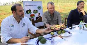 Aguacate Hass: La fruta de producción nacional se abre paso al mercado mundial