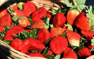 Estas son las bondades de la frutilla, la fruta del mes de julio – Prensa 5