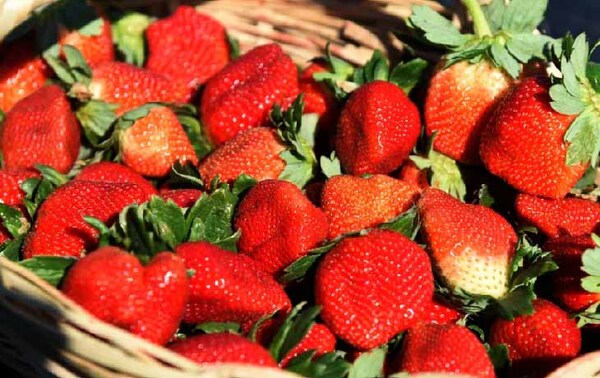 Estas son las bondades de la frutilla, la fruta del mes de julio – Prensa 5