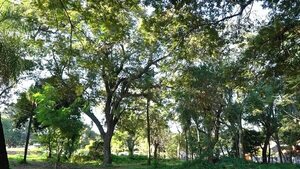 Vecinos alertan de tala de unos 150 árboles en barrio San Vicente - Nacionales - ABC Color
