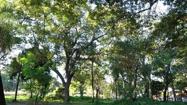 Vecinos alertan de tala de unos 150 árboles en barrio San Vicente - Nacionales - ABC Color