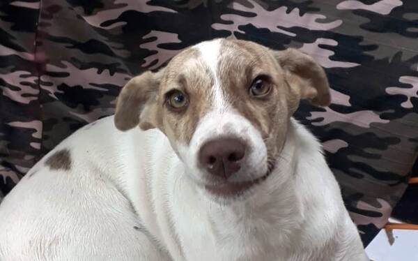 Cachorro extraviado •