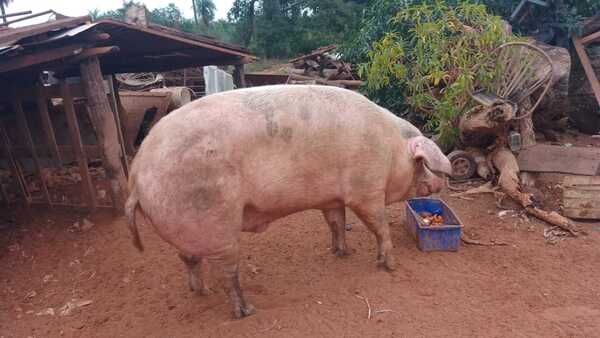 Chanchín superó la marca de su papá y ganó en el Kure Ára