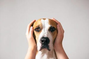Día de la Independencia de EE.UU.: buscan voluntarios para calmar el estrés de perros y gatos por estruendos - Mundo - ABC Color