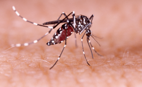 Se registra una reducción importante de casos de chikungunya y dengue