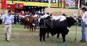 La Nación / Brangus tendrá tres remates en la Expo y prevé 10 % más de ingresos que en 2022