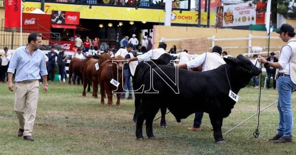 La Nación / Brangus tendrá tres remates en la Expo y prevé 10 % más de ingresos que en 2022