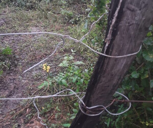 Abigeato: cortaron alambrados y se llevaron varios vacunos en la zona de camino Zalazar
