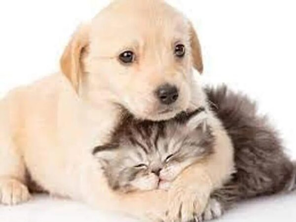 Refugios y hogares para gatos y perros: ¿Querés salvar, rescatar o adoptar a un animalito? - Mascotas - ABC Color