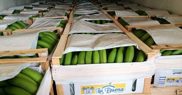La Nación / Envíos de banana se agravan por restricción argentina al flete