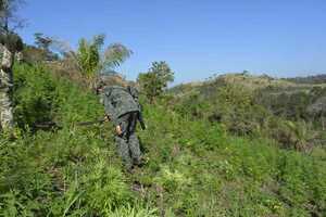 Diario HOY | Paraguay y Brasil detectan 78 toneladas de droga