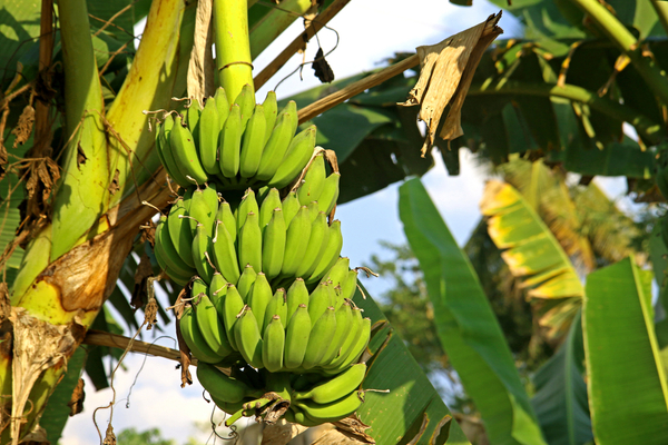 Exportación de banana se agrava por restricción argentina al flete