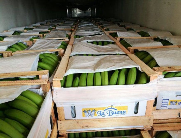 Exportación de banana se agrava por restricción argentina al flete