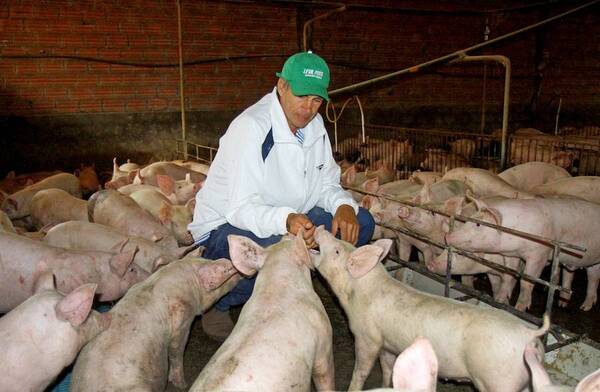Exportación de carne porcina se duplicaría este año - Portal Digital Cáritas Universidad Católica