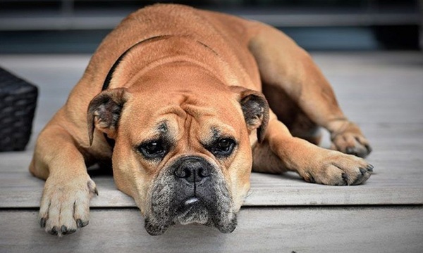 Combatir el moquillo en perros | Telefuturo