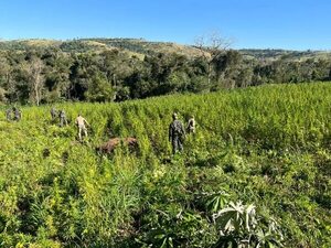 Destruyen en Amambay 26 hectáreas de marihuana durante primeros días del operativo “Basalto” - Policiales - ABC Color