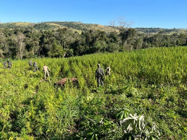 Destruyen en Amambay 26 hectáreas de marihuana durante primeros días del operativo “Basalto” - Policiales - ABC Color