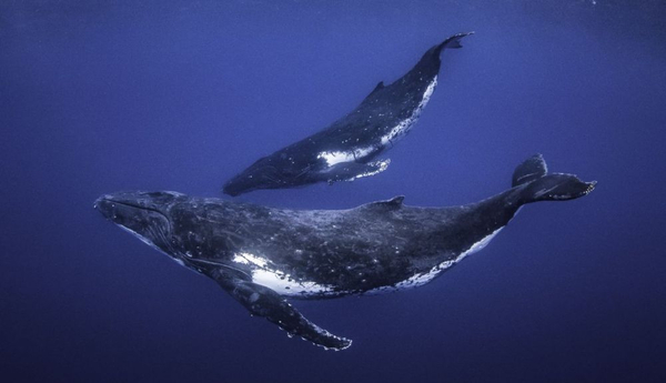 Diario HOY | Extraordinario video muestra una ballena amamantando a su cría