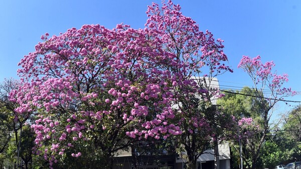 Tajy, el árbol nacional que tiñe de rosa el paisaje