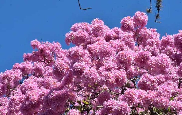 Tajy, el árbol nacional que tiñe de rosa el paisaje – Prensa 5