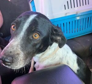 Salvando vidas: la iniciativa que rescata animales abandonados en el Chaco para darles un hogar - Noticias del Chaco - ABC Color