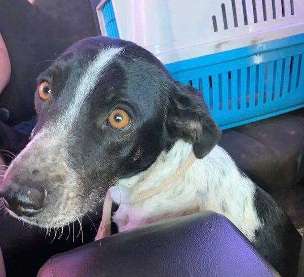 Salvando vidas: la iniciativa que rescata animales abandonados en el Chaco para darles un hogar - Noticias del Chaco - ABC Color