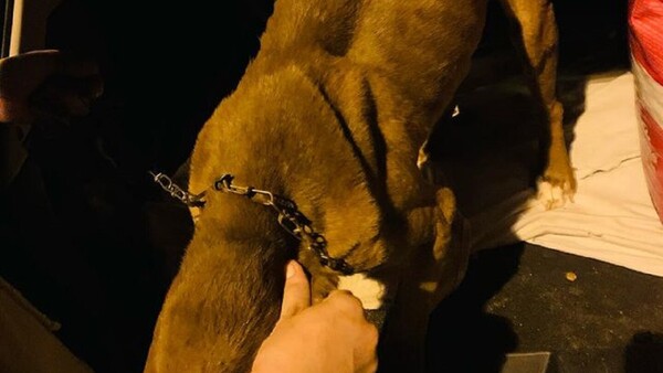 Pitbull que pasó dos años encadenado fue entregado por sus dueños