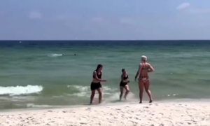 (VIDEO) Tiburón acecha a bañistas y causa pánico al rollete