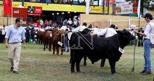 La Nación / Brangus tendrá tres remates en la Expo Mariano