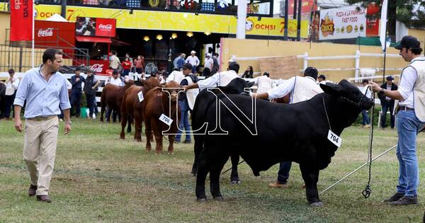 La Nación / Brangus tendrá tres remates en la Expo Mariano