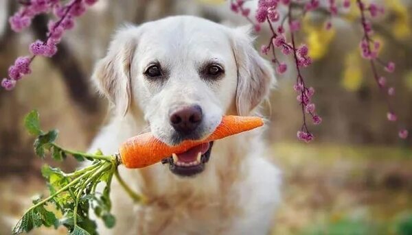 Mascotas: Cuáles son las frutas y verduras que pueden consumir nuestros perros - Mascotas - ABC Color