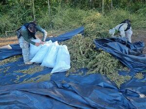 Senad eliminó más de 11 toneladas de marihuana en Reserva Natural de Amambay - .::Agencia IP::.
