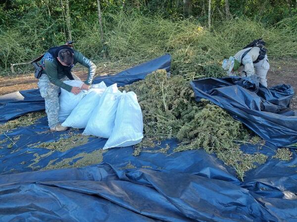 Senad eliminó más de 11 toneladas de marihuana en Reserva Natural de Amambay - .::Agencia IP::.