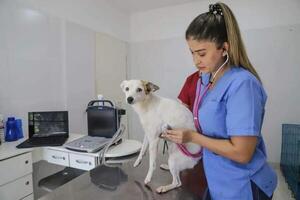 Consejo de Bienestar Animal de la Municipalidad de Encarnación retoma sus actividades tras exitosas campañas de esterilización