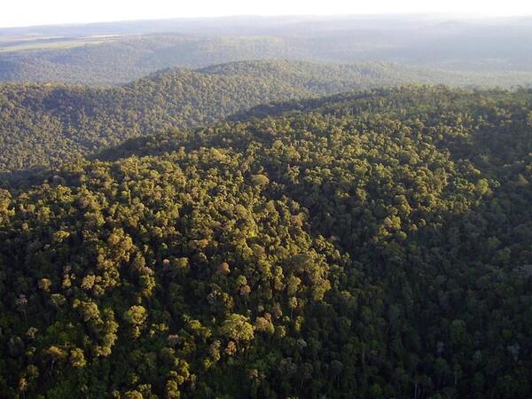 Extienden ley de deforestación cero por otros 10 años