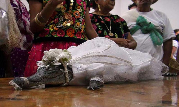 Alcalde mexicano contrae matrimonio con caimán hembra - OviedoPress
