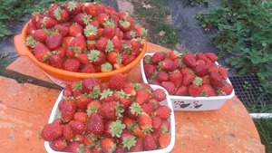 Cosecha de frutilla se pudo adelantar con la semana fría de junio.