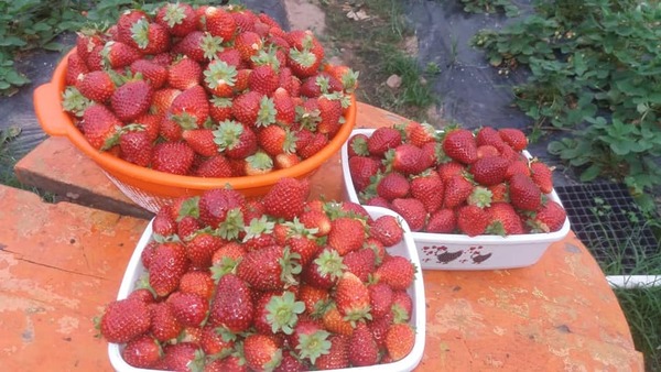 Cosecha de frutilla se pudo adelantar con la semana fría de junio.