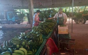 Afectados por la crisis en Argentina, bananeros lanzan pedido de auxilio – Prensa 5