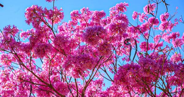 La Nación / Lapachos en flor: color y terapia natural en la SND