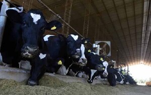 Producción de leche se multiplicó por diez en el departamento de Caaguazú – Prensa 5