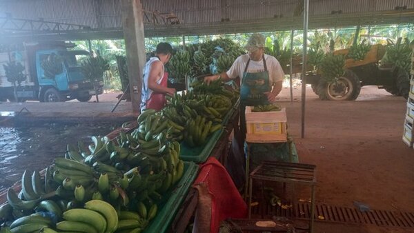 Bananeros lanzan pedido de auxilio, afectados por la crisis en Argentina