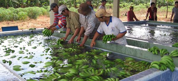 Senador Ledesma se refiere a la situación de bananeros ante la problemática de exportación a la Argentina - .::RADIO NACIONAL::.