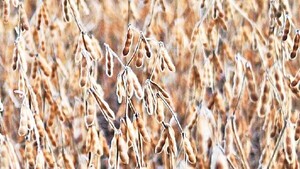Sequía hunde la producción de soja en la Argentina
