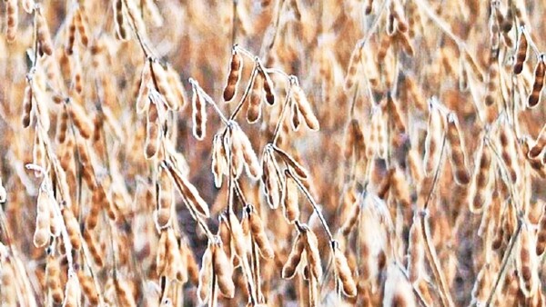 Sequía hunde la producción de soja en la Argentina