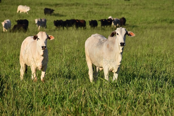 Producción de carne a pasturas y suplementación de bajo costo para ganar kilos en invierno