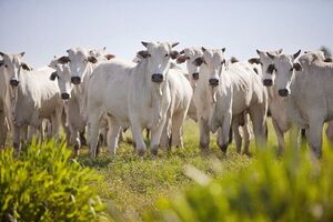 Día Mundial de las Zoonosis: cómo prevenirlas