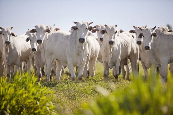 Día Mundial de las Zoonosis: cómo prevenirlas