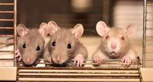 Mascotas: Las ratas son animales muy cariñosos e inteligentes - Mascotas - ABC Color