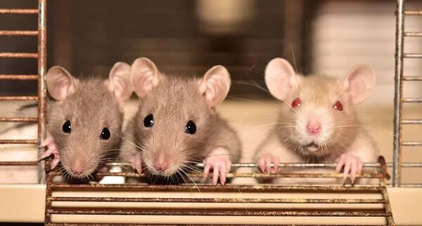 Mascotas: Las ratas son animales muy cariñosos e inteligentes - Mascotas - ABC Color